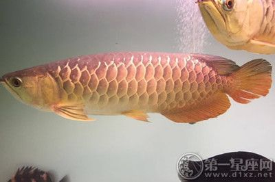 金龍魚怎么樣配魚風水好一點呢，金龍魚與錦鯉混養的風水寓意