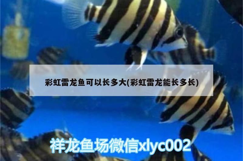武侯區(qū)龜與熊貓寵物用品店