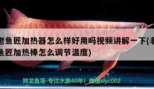 印尼虎魚多少溫度飼養最好:印尼虎魚多少溫度飼養最好印尼虎魚多少溫度飼養最好 老魚匠加熱器怎么樣好用嗎視頻講解一下(老魚匠加熱棒怎么調節溫度) 老魚匠 老魚匠加熱器怎么樣好用嗎視頻講解一下(老魚匠加熱棒怎么調節溫度) 老魚匠加熱器怎么樣好用嗎視頻講解一下(老魚匠加熱棒怎么調節溫度) 老魚匠