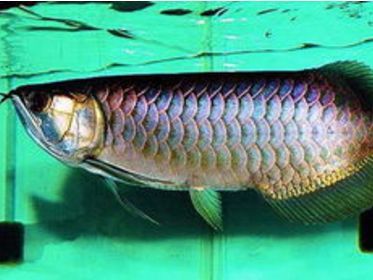 過背金龍魚健康狀態(tài)自檢方法:過背金龍魚健康狀態(tài)自檢方法過背金龍魚健康狀態(tài)自檢方法 金龍魚百科 第2張 過背金龍魚健康狀態(tài)自檢方法:過背金龍魚健康狀態(tài)自檢方法過背金龍魚健康狀態(tài)自檢方法 過背金龍魚健康狀態(tài)自檢方法:過背金龍魚健康狀態(tài)自檢方法過背金龍魚健康狀態(tài)自檢方法 金龍魚百科 第2張