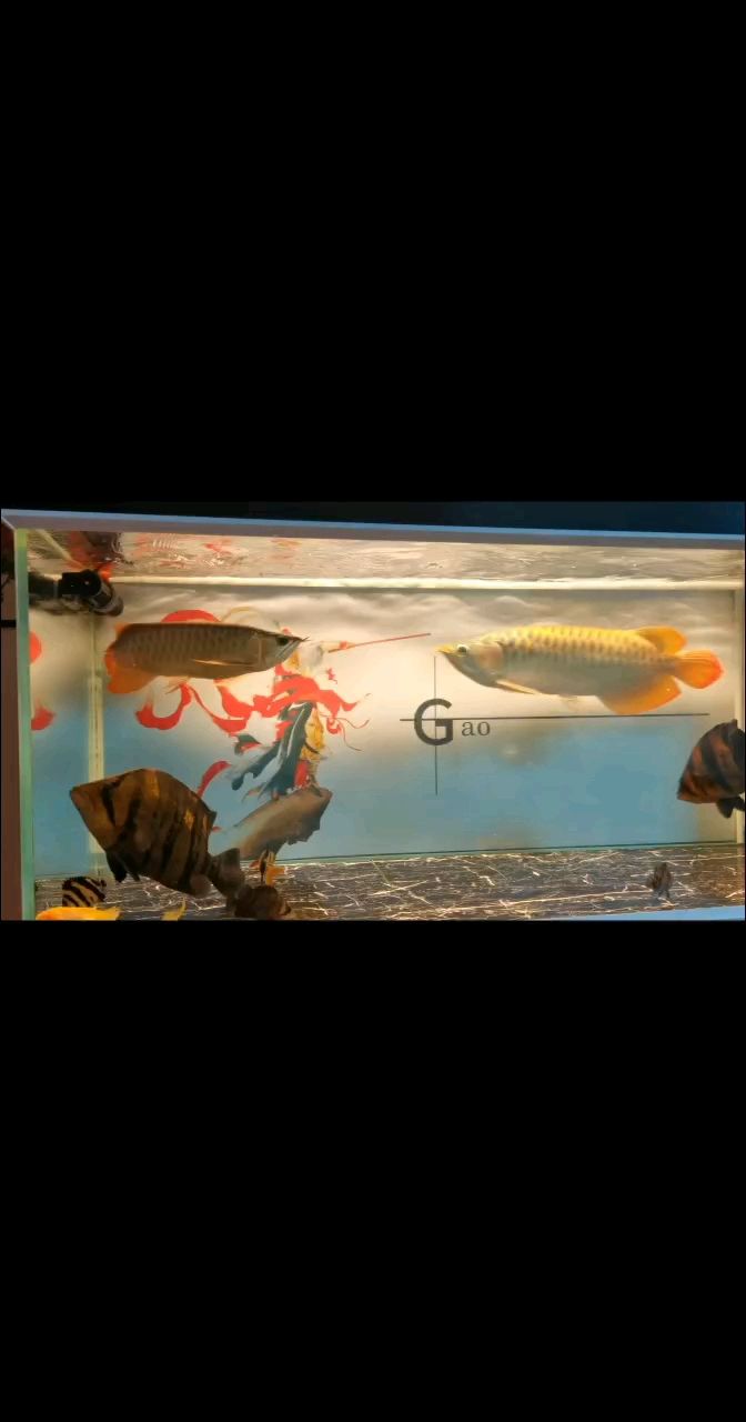 魚(yú)缸用增氧泵價(jià)格是多少:魚(yú)缸增氧機(jī)-xtrac增氧機(jī)-xtrac增氧機(jī) 算不算小短尾虎魚(yú) 龍魚(yú)論壇 算不算小短尾虎魚(yú) 算不算小短尾虎魚(yú) 龍魚(yú)論壇