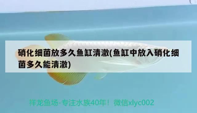 金龍魚用什么硝化細菌vs祥龍魚場：探討金龍魚與祥龍魚場的硝化細菌使用 金龍魚用什么硝化細菌vs祥龍魚場：探討金龍魚與祥龍魚場的硝化細菌使用 vs祥龍魚場 第1張