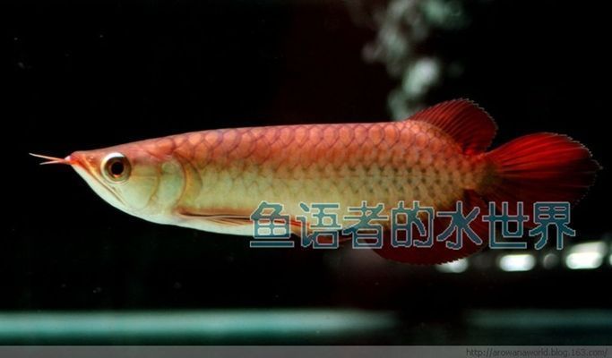 金龍魚用什么硝化細菌vs祥龍魚場：探討金龍魚與祥龍魚場的硝化細菌使用 金龍魚用什么硝化細菌vs祥龍魚場：探討金龍魚與祥龍魚場的硝化細菌使用 vs祥龍魚場 第5張