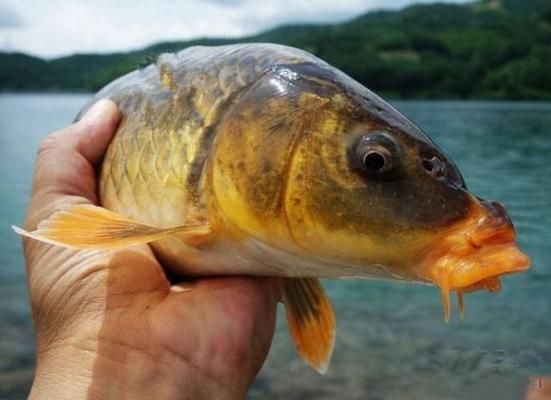 七條魚最忌三種魚，養魚禁忌與風水講究，七條魚最忌三種魚，養魚風水禁忌全解析