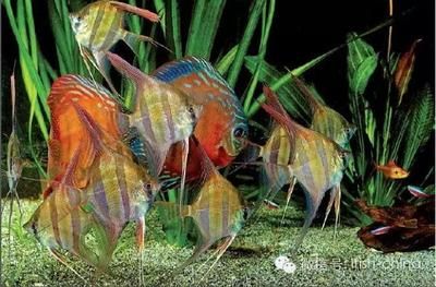七彩魚發(fā)黑最簡(jiǎn)單處理，原因分析與解決指南，七彩神仙魚體色發(fā)黑的常見原因及快速解決方法