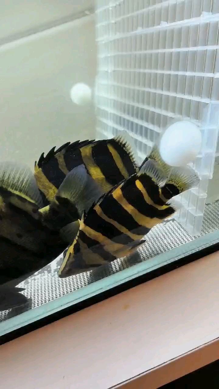 長明虎二枚
