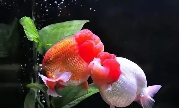 七彩銀龍魚為什么不建議養(yǎng)？揭秘背后的五大原因，（注，由于用戶未提供具體內(nèi)容，此標(biāo)題為基于常見飼養(yǎng)問題的通用式創(chuàng)作。若需精準(zhǔn)標(biāo)題，請補充相關(guān)內(nèi)容細(xì)節(jié)。）