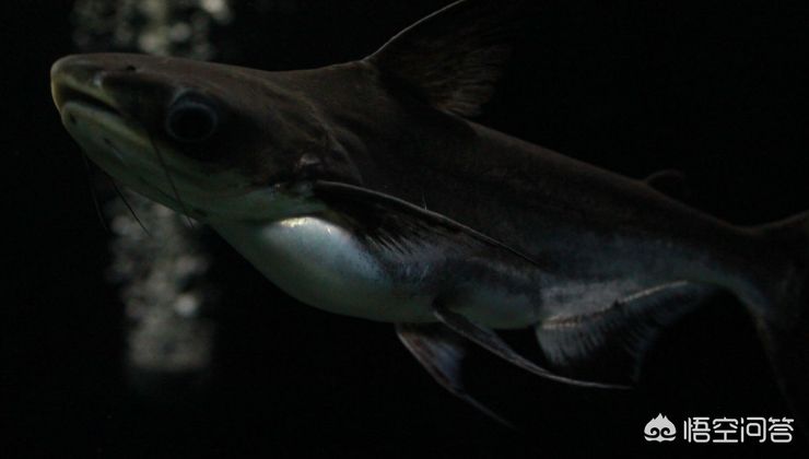 七彩銀龍魚,淡水中大型招財魚的飼養與風水寓意,七彩銀龍魚,招財風水與飼養全攻略 龍魚百科 第2張 七彩銀龍魚,淡水中大型招財魚的飼養與風水寓意,七彩銀龍魚,招財風水與飼養全攻略 七彩銀龍魚,淡水中大型招財魚的飼養與風水寓意,七彩銀龍魚,招財風水與飼養全攻略 龍魚百科 第2張