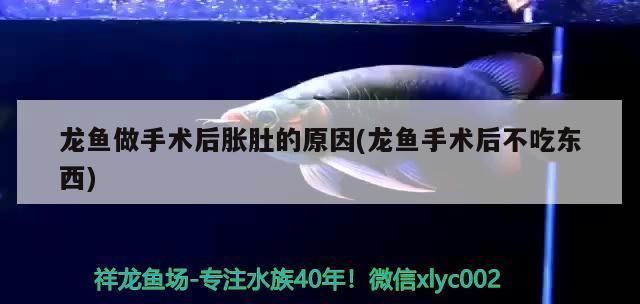 龍魚肚子突然鼓起來好幾天vs祥龍魚場：龍魚的肚子突然鼓起來好幾天，可能是由于多種原因引起的