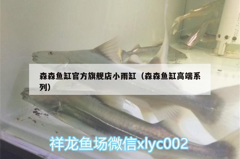 森森魚缸官方旗艦店小雨缸（森森魚缸高端系列） 森森魚缸官方旗艦店小雨缸（森森魚缸高端系列） 金龍魚百科
