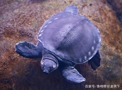 豬鼻龜吧：養豬鼻龜的技巧