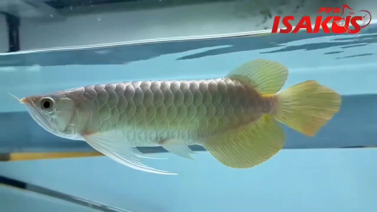 魚缸過濾器選購指南:自制魚缸過濾器魚缸上置過濾器對于養魚愛好者的必備知識 頭型胸鰭非常好 龍魚論壇 頭型胸鰭非常好 頭型胸鰭非常好 龍魚論壇