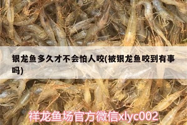 銀龍魚多久才不會怕人咬(被銀龍魚咬到有事嗎)