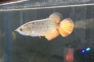 龍魚20度水溫 龍魚20度水溫 龍魚百科 第1張