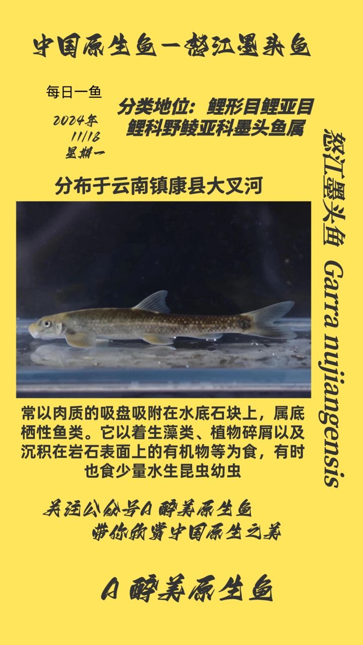 怒江墨頭魚