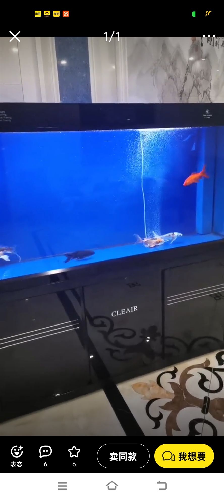 大魚 大魚 龍魚論壇