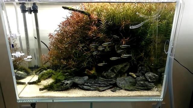 84消毒液可以清洗魚缸嗎：84消毒液可以清洗魚缸但需注意正確的方法和清洗干凈 84消毒液可以清洗魚缸嗎：84消毒液可以清洗魚缸但需注意正確的方法和清洗干凈 魚缸百科 第1張
