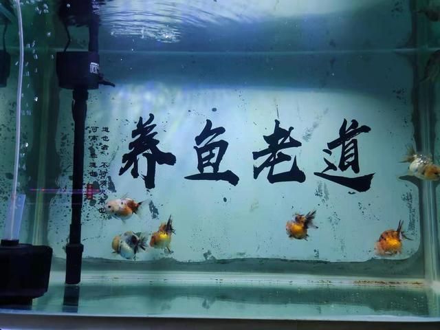 84消毒液可以清洗魚缸嗎：84消毒液可以清洗魚缸但需注意正確的方法和清洗干凈 84消毒液可以清洗魚缸嗎：84消毒液可以清洗魚缸但需注意正確的方法和清洗干凈 魚缸百科 第3張