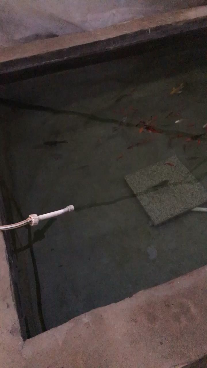 粘魚缸玻璃的膠怎么去除視頻(魚缸的玻璃膠怎么弄掉)