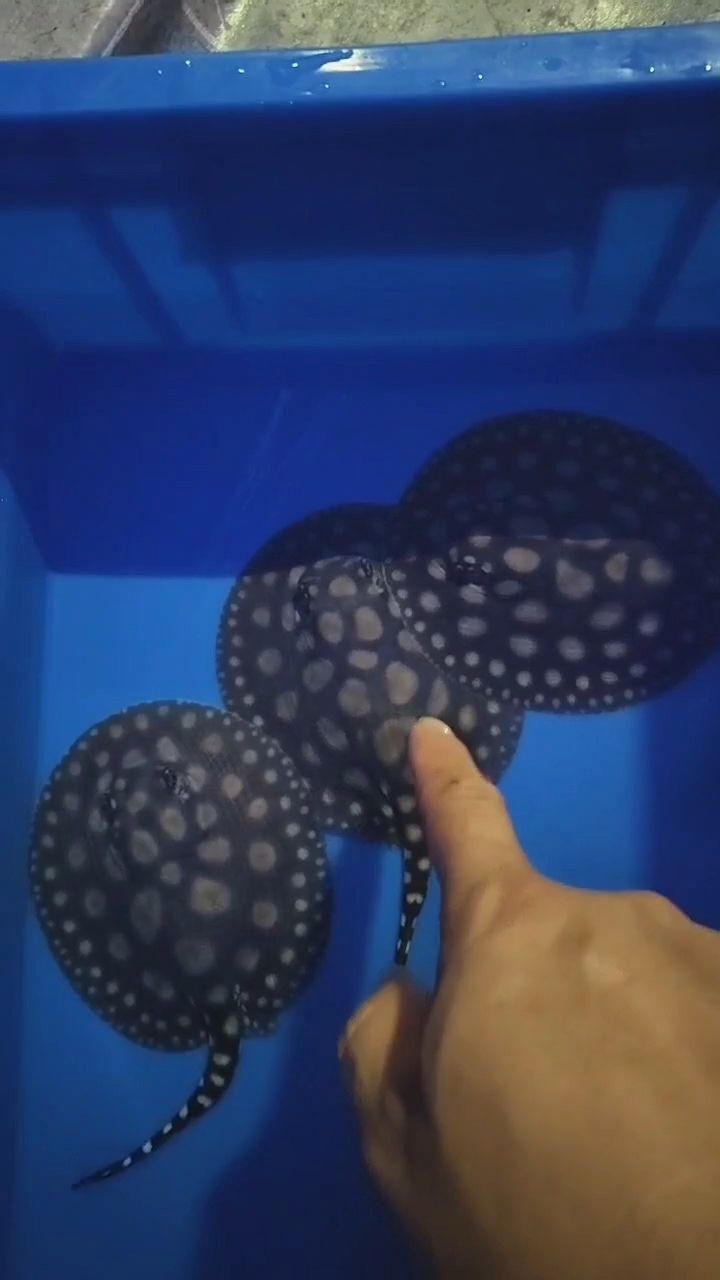 魚缸用增氧泵價格是多少:魚缸增氧機-xtrac增氧機-xtrac增氧機 剛出生的小魚 龍魚論壇 剛出生的小魚 剛出生的小魚 龍魚論壇