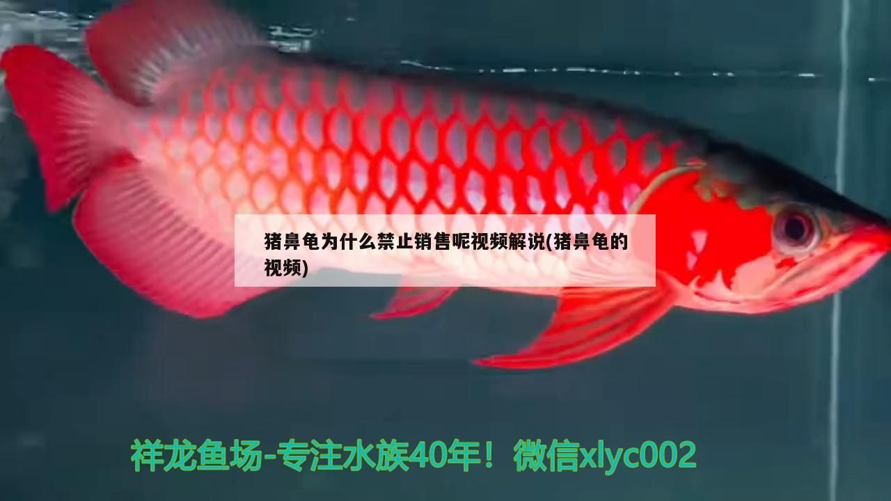 豬鼻龜為什么禁止銷售呢視頻解說(豬鼻龜的視頻) 豬鼻龜為什么禁止銷售呢視頻解說(豬鼻龜的視頻) 豬鼻龜百科
