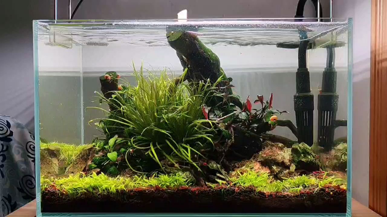 40草缸小景