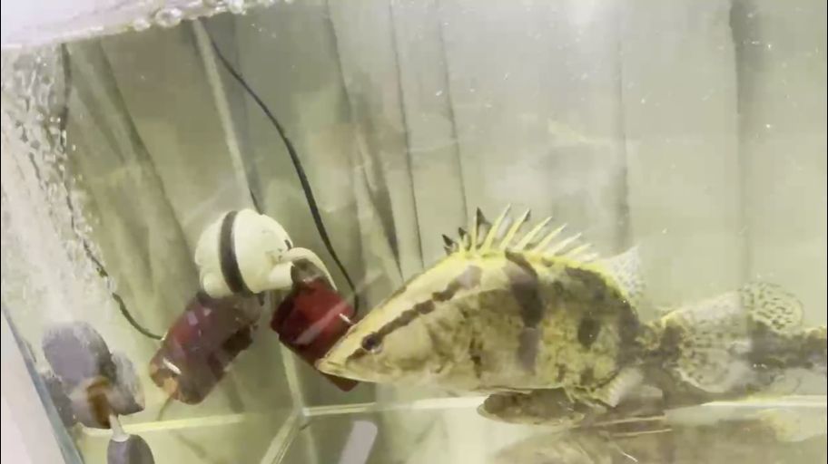 紅龍魚用黃燈烤有用嗎 有養鱖魚的聯系 龍魚論壇 有養鱖魚的聯系 有養鱖魚的聯系 龍魚論壇