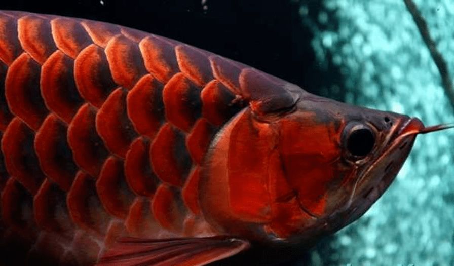 紅龍魚怎么樣喂長得快：紅龍魚健康發色秘訣