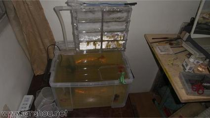 魚缸清理魚便那個東西好用（魚缸清理糞便用什么） 魚缸清理魚便那個東西好用（魚缸清理糞便用什么） 觀賞魚百科