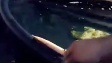 印尼虎魚好養(yǎng)嗎？：印尼虎魚在飼養(yǎng)條件下適當?shù)娘曫B(yǎng)條件下是好養(yǎng)嗎 印尼虎魚好養(yǎng)嗎？：印尼虎魚在飼養(yǎng)條件下適當?shù)娘曫B(yǎng)條件下是好養(yǎng)嗎 虎魚百科 第3張
