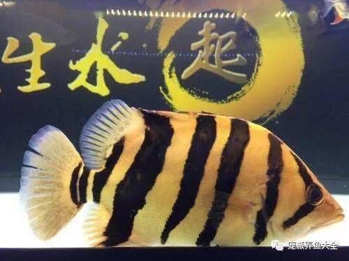 虎魚顏色不穩定怎么辦：虎魚的顏色不穩定怎么辦