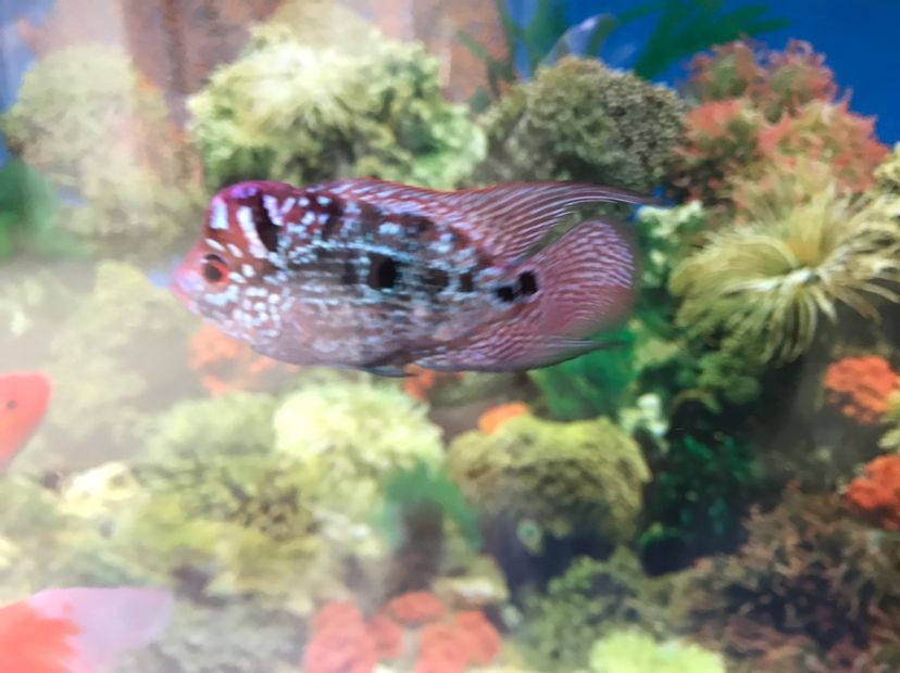 盤錦水族館我的羅這種情況是起沙嗎？ 盤錦水族館我的羅這種情況是起沙嗎？ 黃金貓魚百科 第1張