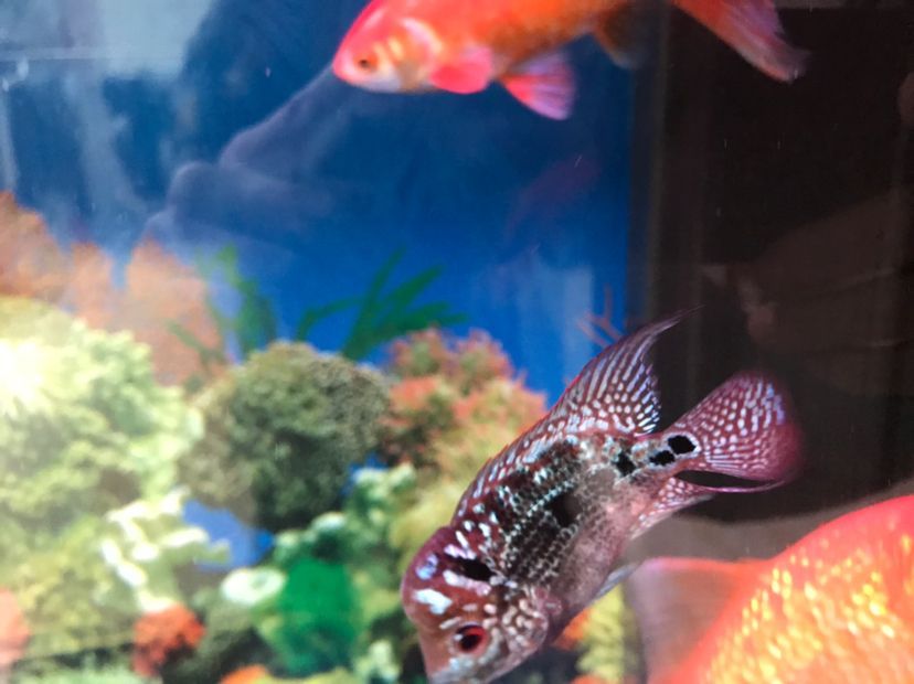 盤錦水族館我的羅這種情況是起沙嗎？ 盤錦水族館我的羅這種情況是起沙嗎？ 黃金貓魚百科 第2張