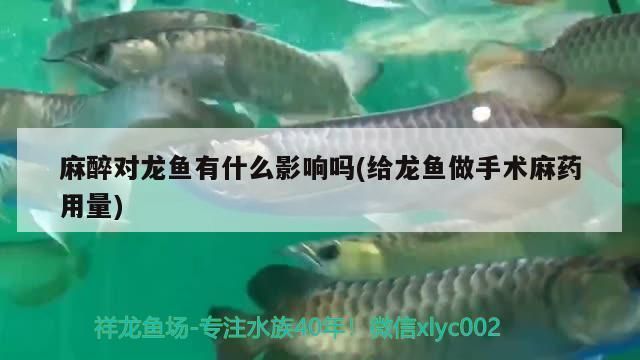 龍魚麻藥過量vs祥龍魚場：祥龍魚場的評(píng)價(jià)如何