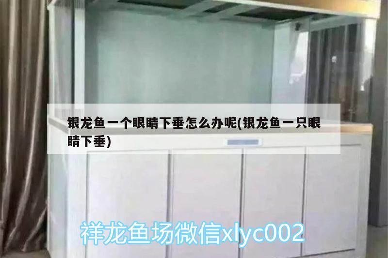 銀龍魚一個眼睛下垂怎么辦呢(銀龍魚一只眼睛下垂)