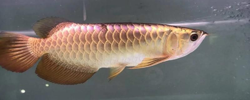 金龍魚的魚缸必須每天打掃嗎vs祥龍魚場：金龍魚缸清潔頻率，如何判斷金龍魚健康