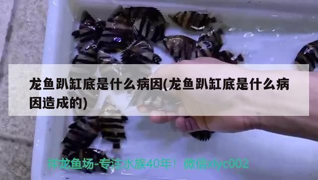 龍魚(yú)趴缸是什么病啊vs祥龍魚(yú)場(chǎng)：如何治療龍魚(yú)趴缸 龍魚(yú)趴缸是什么病啊vs祥龍魚(yú)場(chǎng)：如何治療龍魚(yú)趴缸 vs祥龍魚(yú)場(chǎng) 第4張