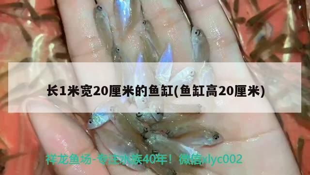 長1米寬20厘米的魚缸(魚缸高20厘米)