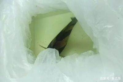 泰虎魚吃什么飼料好養:泰虎魚吃什么飼料好養, 虎魚百科 第1張 泰虎魚吃什么飼料好養:泰虎魚吃什么飼料好養, 泰虎魚吃什么飼料好養:泰虎魚吃什么飼料好養, 虎魚百科 第1張