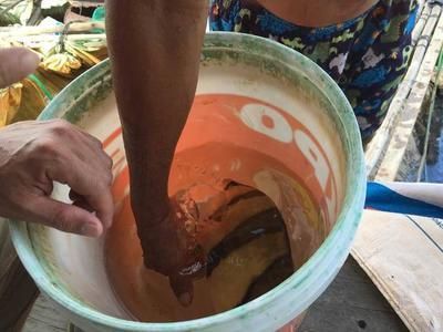 泰虎魚吃什么飼料好養：泰虎魚吃什么飼料好養， 泰虎魚吃什么飼料好養：泰虎魚吃什么飼料好養， 虎魚百科 第3張