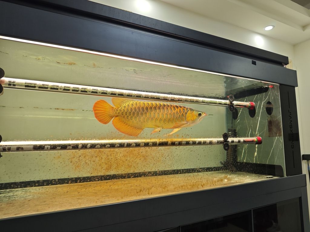 如何減少過背金龍魚的攻擊性，過背金龍魚混養(yǎng)管理checklist