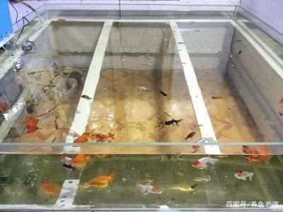 觀賞魚吃觀賞魚嗎（養殖觀賞魚需要注意哪些問題？） 觀賞魚吃觀賞魚嗎（養殖觀賞魚需要注意哪些問題？） 創寧水族 第1張
