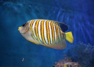 魟魚刺傷中毒什么癥狀：魟魚刺傷中毒什么癥狀可能包括以下幾個方面
