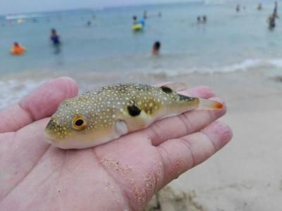 魟魚刺傷中毒什么癥狀：魟魚刺傷中毒什么癥狀可能包括以下幾個方面