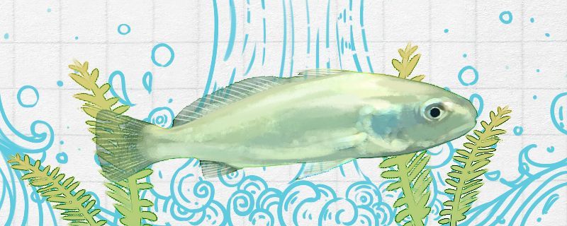 白姑魚(yú)是海魚(yú)嗎是深海魚(yú)嗎 白姑魚(yú)是海魚(yú)嗎是深海魚(yú)嗎 九鼎魚(yú)缸
