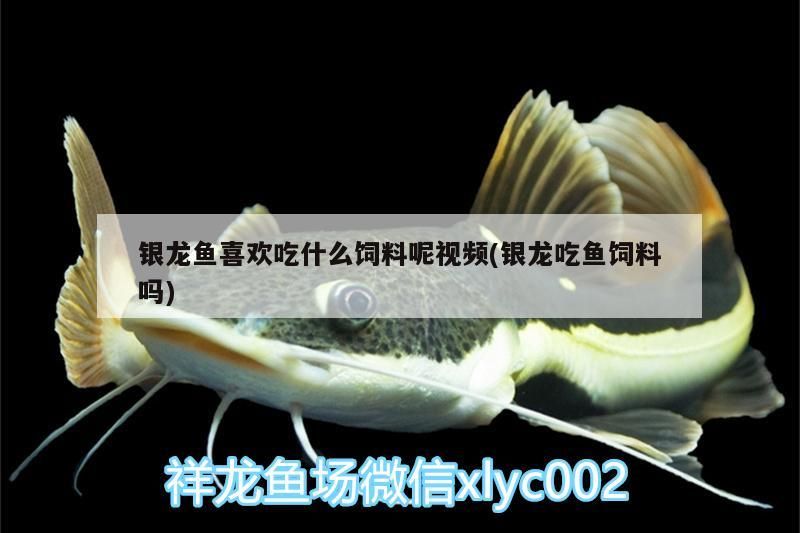 銀龍魚喜歡吃什么飼料呢視頻(銀龍吃魚飼料嗎)