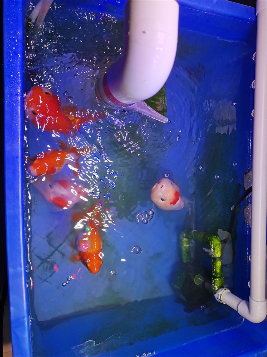 柳州觀賞魚市場終于換掉了吉印