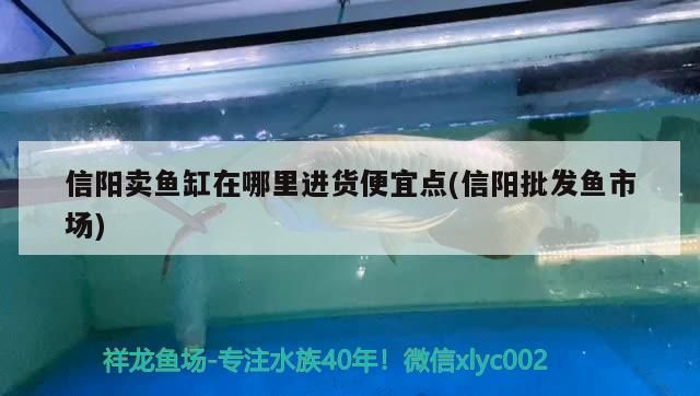 信陽賣魚缸在哪里進貨便宜點(信陽批發魚市場)