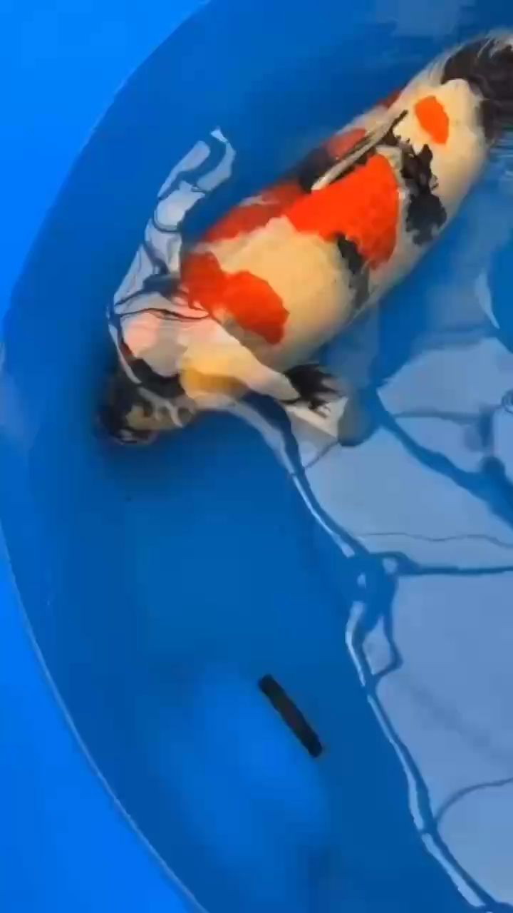 精品血統錦鯉昭和