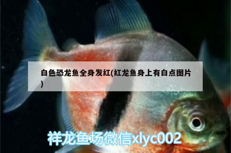 吉印刀鋒好用嗎安全嗎：Z刀和X刀有什么不同 吉印刀鋒好用嗎安全嗎：Z刀和X刀有什么不同 吉印水族 第3張